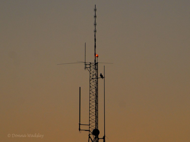 _DSC0063-1 9418 756p