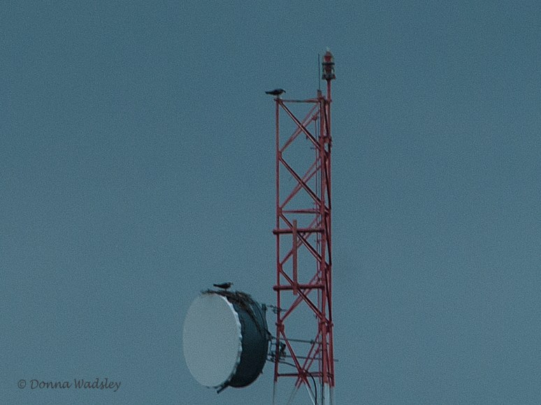 _DSC0067-1 9818 438pm