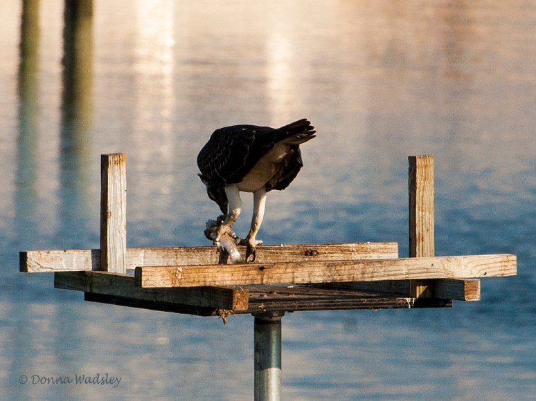 _DSC0096-1 9518 908a