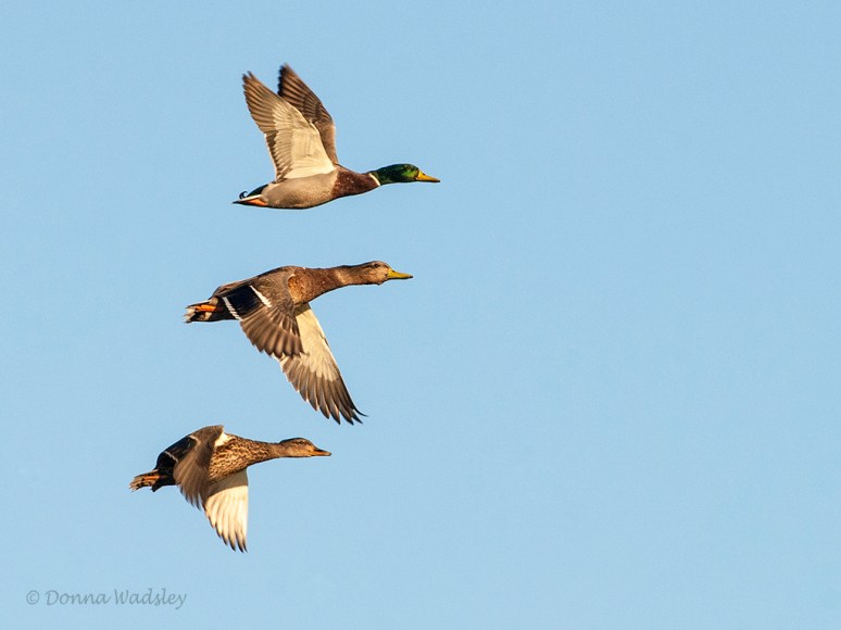 _DSC0212-1 101718.jpg