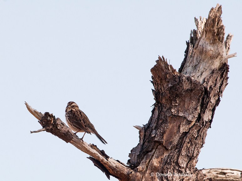 _DSC0053-1 11418 songsparrow