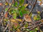 _DSC0307-1 102818 fieldsparrow