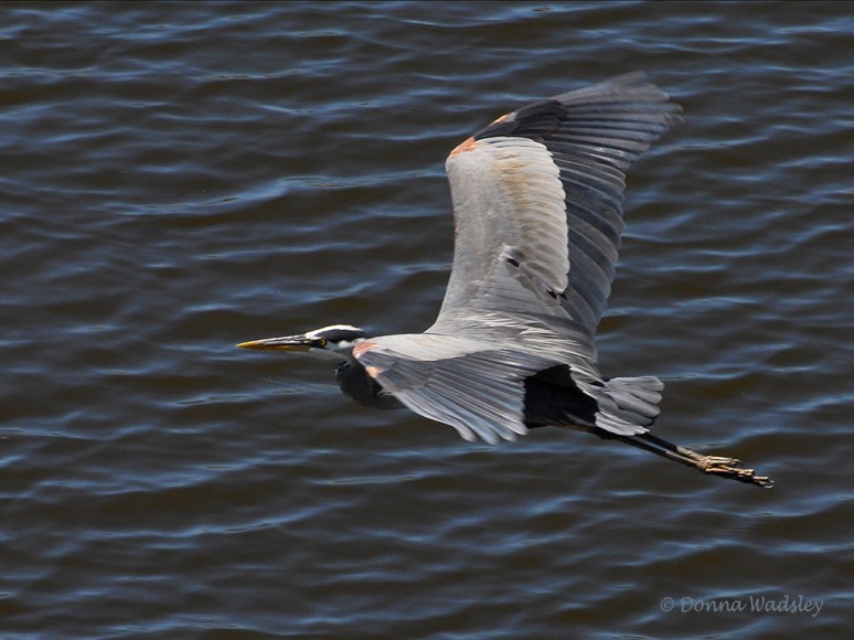 GBH Fly-by 02