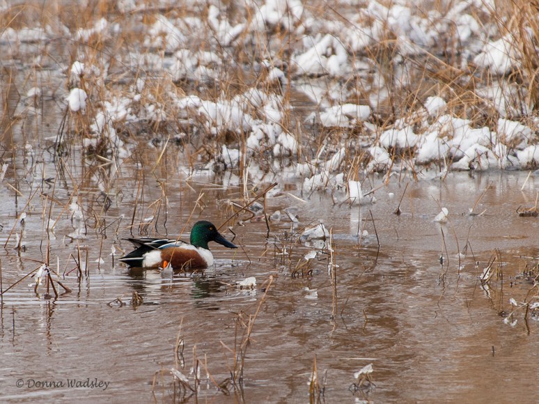 _DSC0074-1 121018.jpg