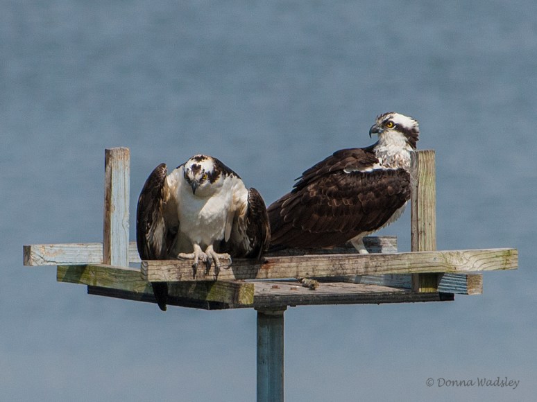 _DSC0020-1 32019 Beau heart.jpg