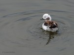 _DSC0110-2 2719