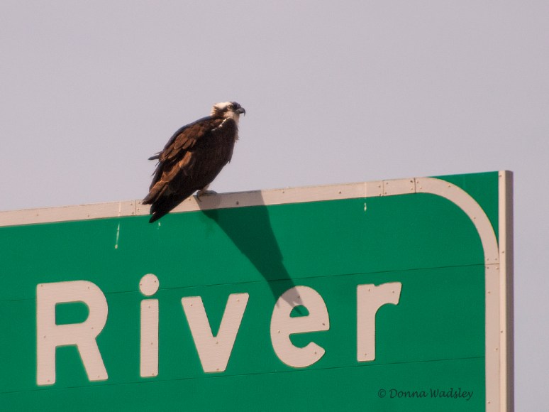 _DSC0140-1 31319.jpg