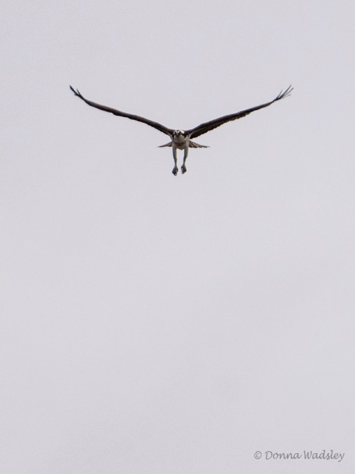 _DSC0291-1 32119 bella