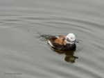 _DSC0612-1 2619