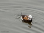 _DSC0613-1 2619