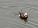 _DSC0614-1 2619