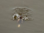 _DSC0690-1 2619