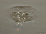 _DSC0691-1 2619