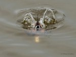 _DSC0714-1 2619