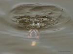 _DSC0715-1 2619