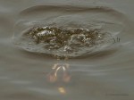 _DSC0716-1 2619