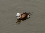 _DSC0725-1 2619