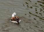 _DSC0736-1 2619
