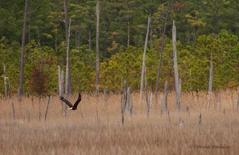 _DSC0823-1 41419.jpg