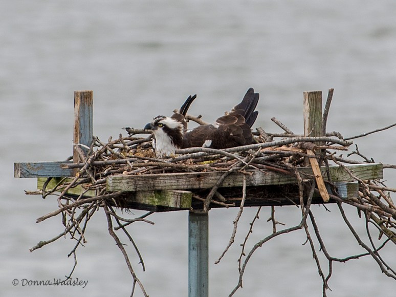 DSC_0444-1 42019.jpg