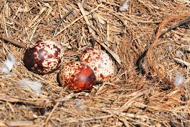 osprey eggs