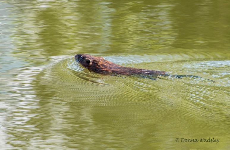 DSC_6364-1 52919.jpg