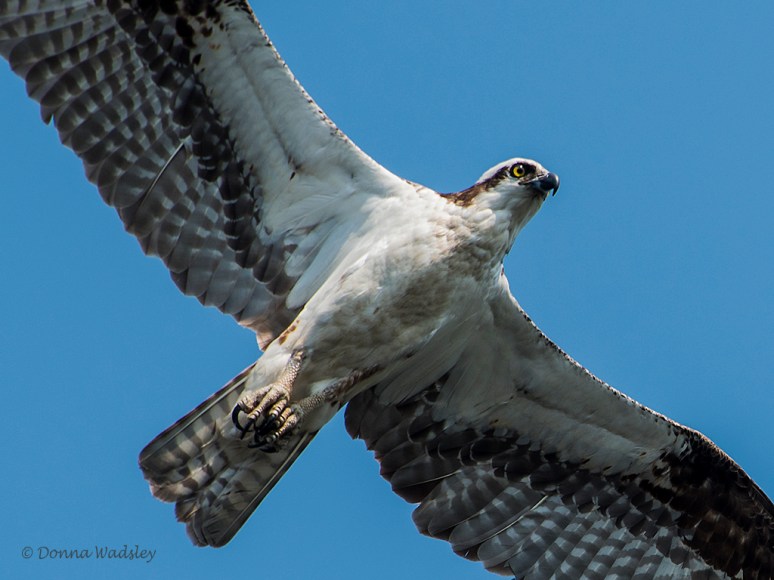 DSC_5110-2 72119 beau