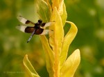 _DSC0178-1 8-15-19 widow&nbsp;skimmer