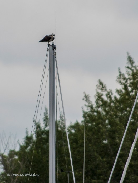 DSC_0178-1 82319 bella