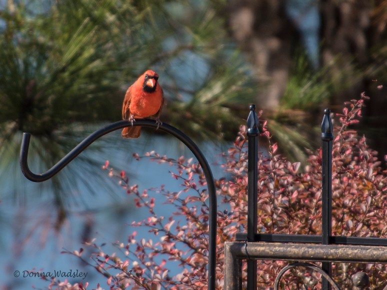 DSC_4855-1 111719.jpg