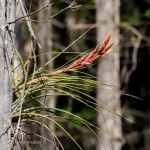 DSC_8570-1 12920