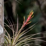 DSC_8595-1 12920