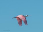 DSC_6429-1 32320