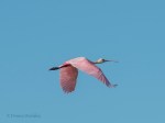 DSC_6430-1 32320