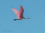 DSC_6433-1 32320