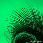 DSC_3038-1 21920 green