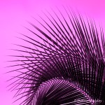 DSC_3038-1 21920 magenta