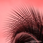 DSC_3038-1 21920 red