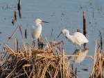 DSC_0101-1 2620