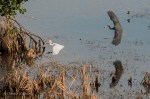 DSC_0105-1