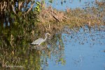DSC_1932-1 21620