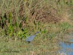 DSC_6742-2 1720