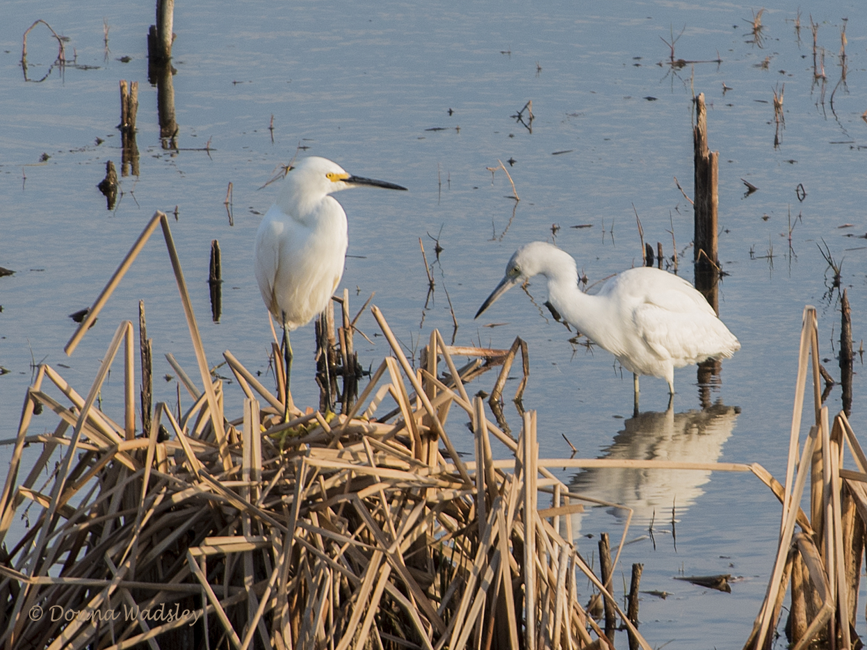DSC_0101-1 2620