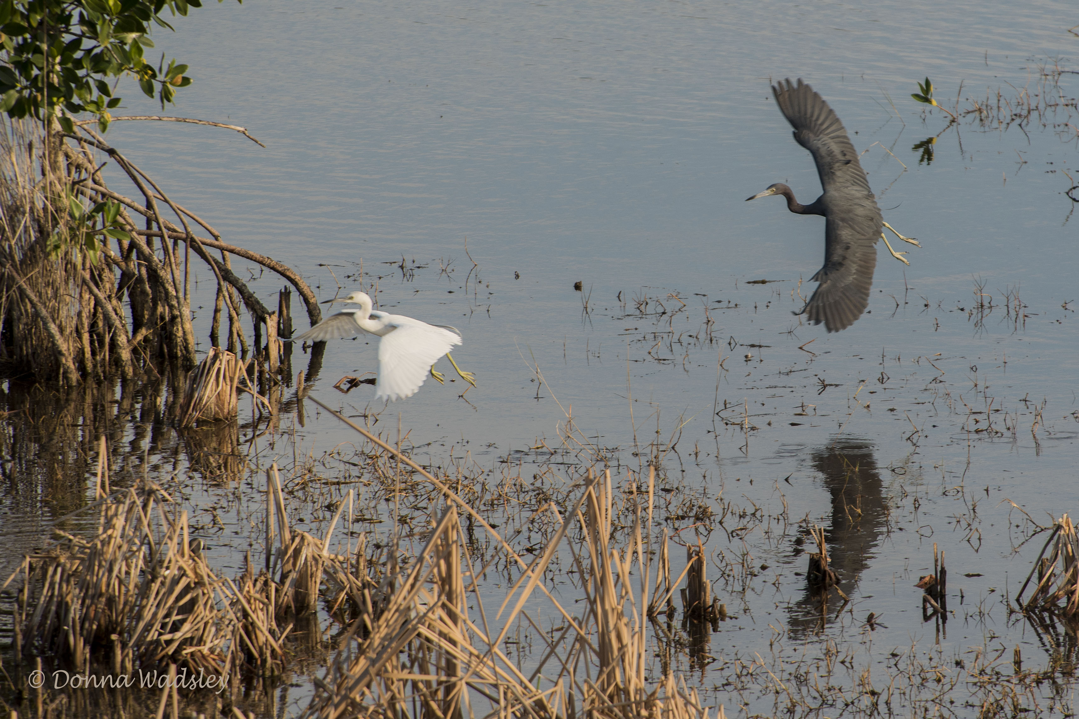 DSC_0105-1