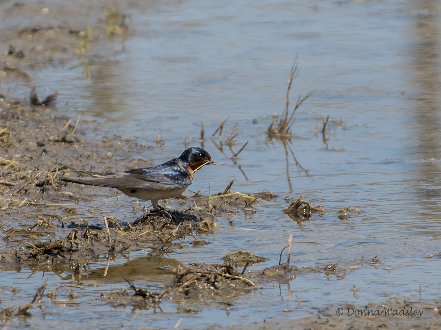 DSC_0255-1 5220
