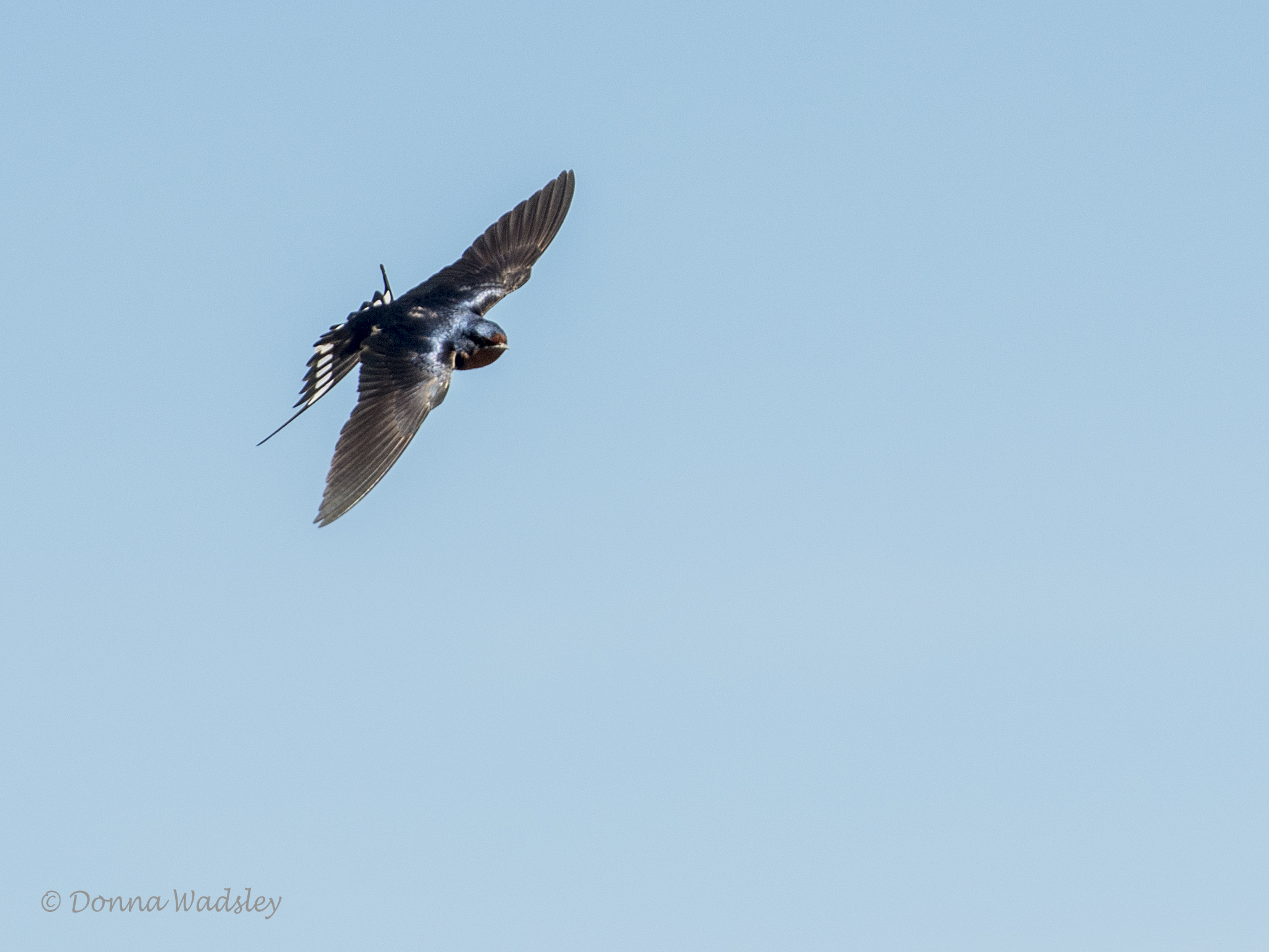 DSC_0297-1 5220
