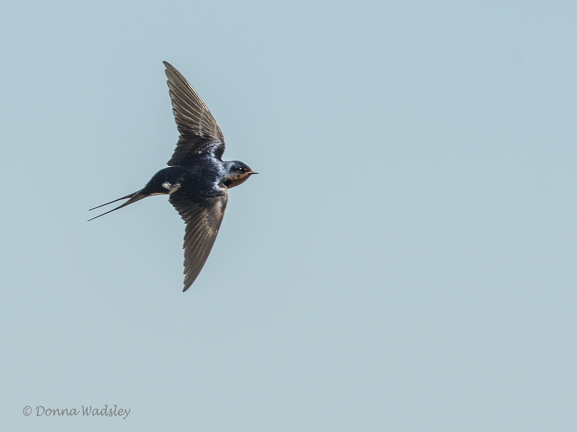 DSC_0335-1 5220