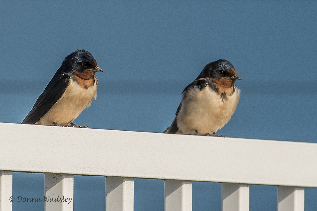 DSC_0978-1 5320