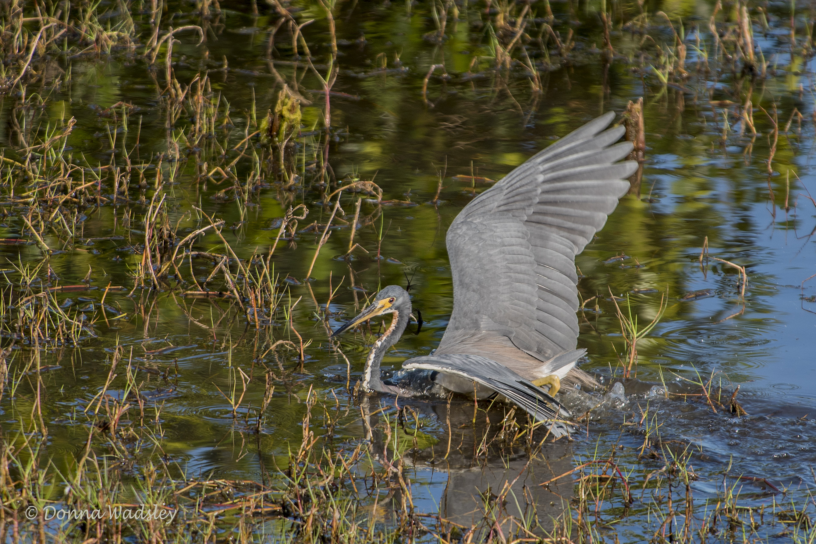 DSC_1886-1 21620
