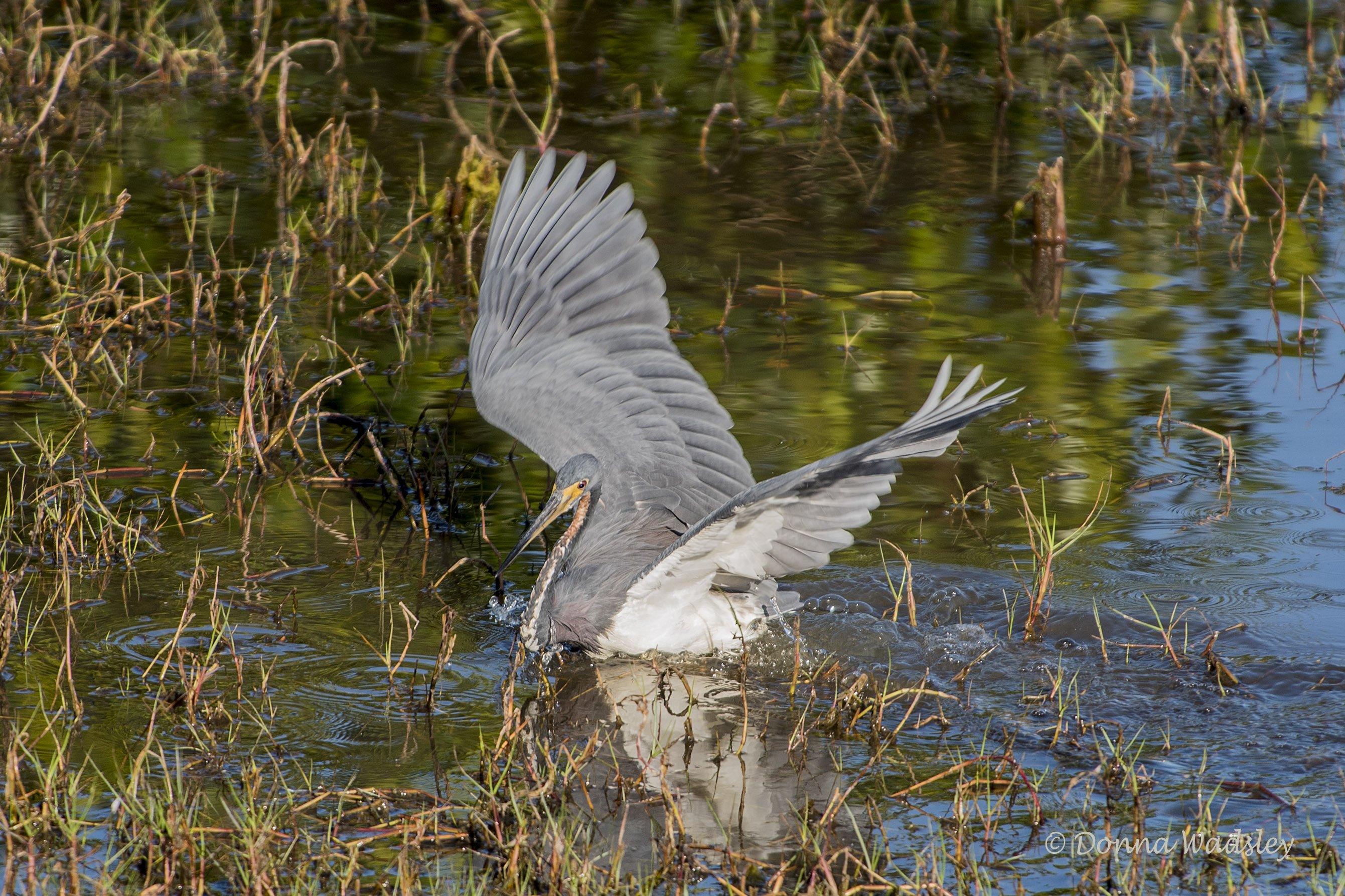 DSC_1887-1 21620